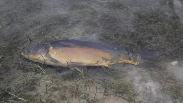 Bolu'daki balık ölümlerine adli soruşturma başlatıldı